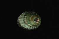 藏品(鴨青螺)的圖片